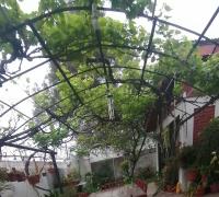 Amplio parron