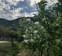 Otro de los hermosos árboles 