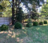 PLANTAS ORNAMENTALES
