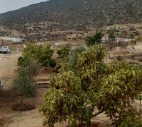 MAS DE 70 ÁRBOLES FRUTALES. ENTRE ELLOS, CITRICOS, PALTOS Y OLIVOS