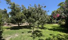 Zona de árboles frutales muchos paltos, limoneros, naranjos, higuera y otros
