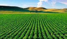 Terreno agricola