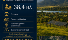 Predio agrícola 38,4 ha a 8 km de Ruta 5 Sur – Malloa