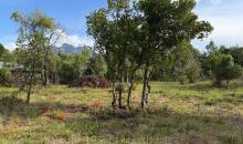 Árboles y cerros desde la parcela