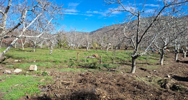 Terreno con arboles frutales