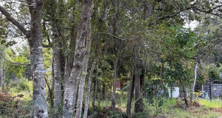 Parcela 5.000 m² en Pucón con cerros al fondo